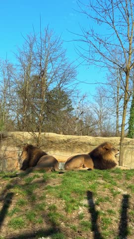 Pair of lions resting together under sunlight