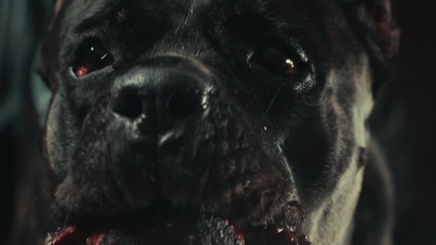 Aggressive barking dog shows dangerous teeth. Combat dog, Angry Animal hard attack head detail, Barking at a person on camera, security Fighting dogs