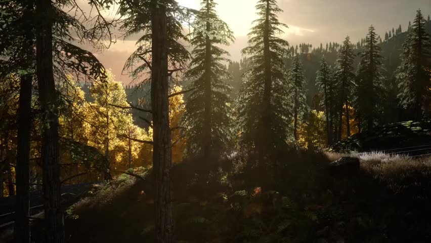 Sunrise sunbeams shining through a dense forest, with warm light filtering through trees and illuminating the misty woodland in a serene natural scene.