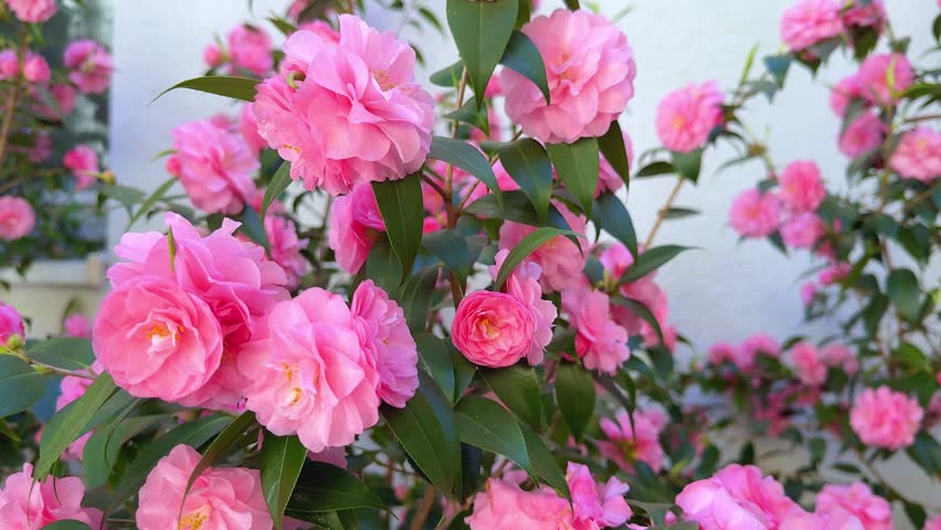 Pink camellia flowers Spring Festival (Camellia japonica) blooming on ornamental garden shrub