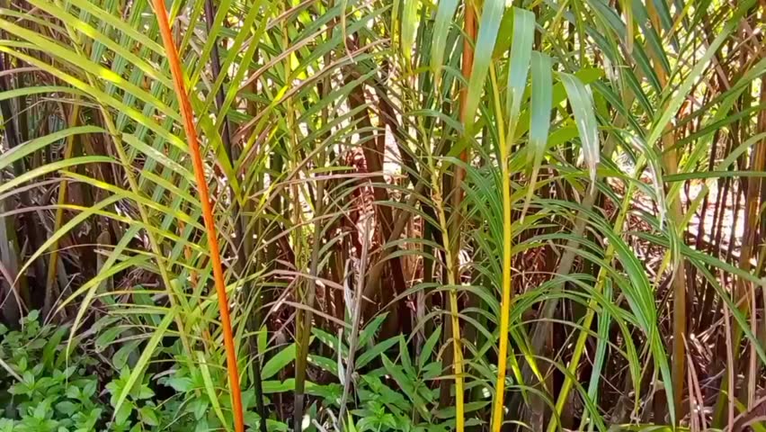 Green leaves of tall tropical plants.