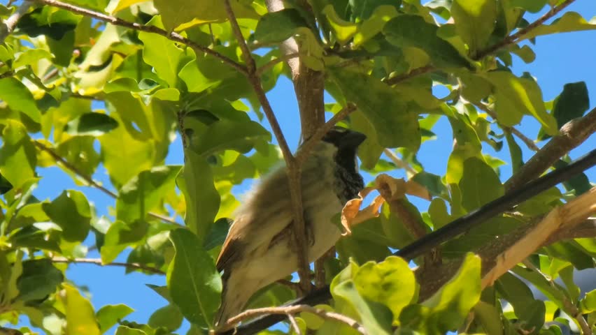 Small Bird Perched on Tree Branch with Green Leaves in Natural Sunlight