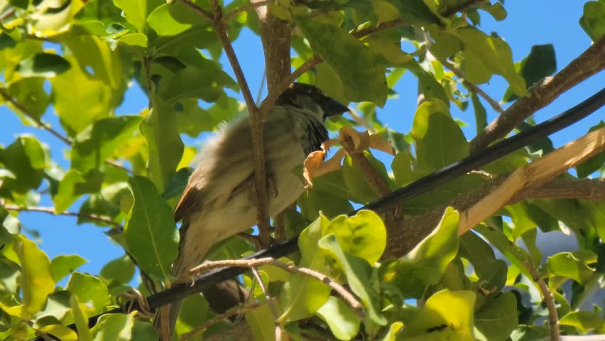 Small Bird Perched on Tree Branch with Green Leaves in Natural Sunlight