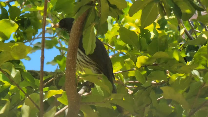 Small Bird Perched on Tree Branch with Green Leaves in Natural Sunlight