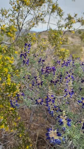 Mojave Indigo Bush blooming purple flowers while panning right. Creosote bush and desert background. Morongo Valley, California