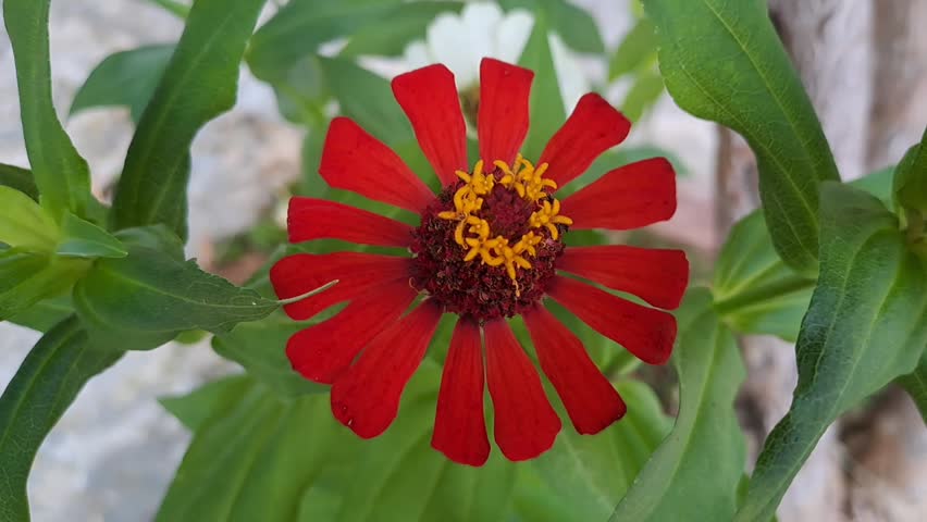 Vibrant red zinnia flower in full bloom in a garden, captured in close-up highlighting rich color and detailed petals.