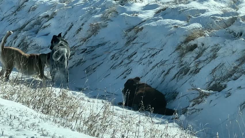Playful dogs sprinting and kicking up snow across open prairie farmland capturing energy motion and winter freedom in rural landscape