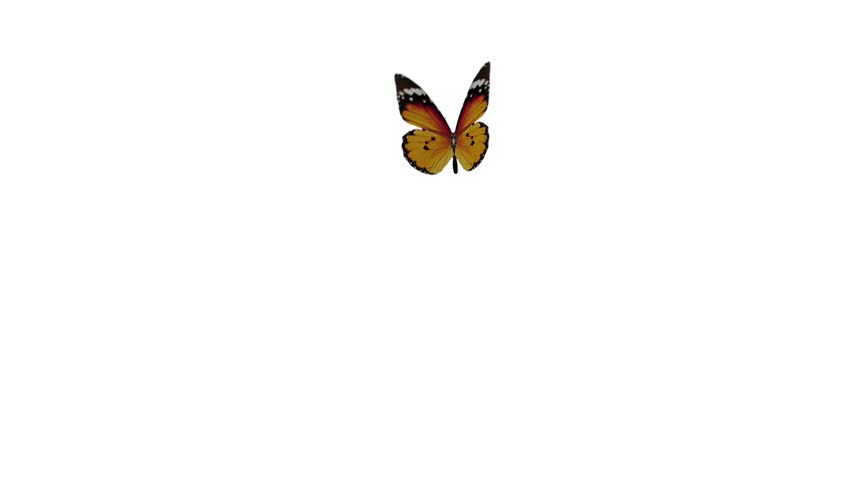 one butterfly flight and landing of an alpha channel, and white background