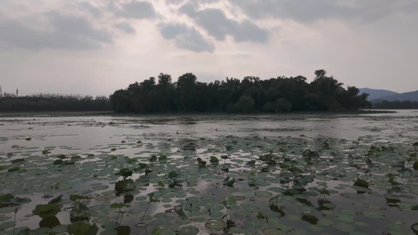 A tranquil wide shot of Kunming Lake at the Summer Palace in Beijing, featuring a dense cluster of lotus leaves and a small forested island under a cloudy sky.