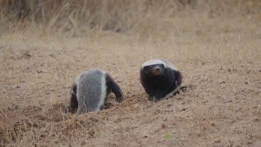 Honey badger digging furiously at a burrow in slow motion as a second badger looks away, seemingly disinterested. Wildlife behavior scene filmed in Kruger National Park, South Africa.