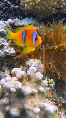 Vertical view of Clownfish near sea anemone on coral reef in Red Sea