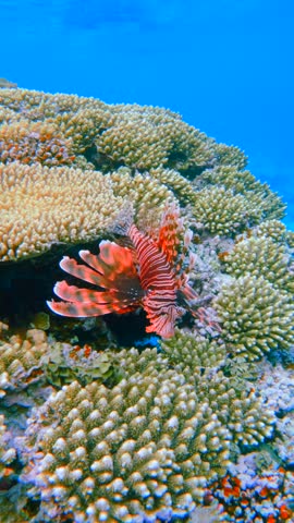 Vertical close up of Bright red lionfish resting on coral reef Red Sea Egypt