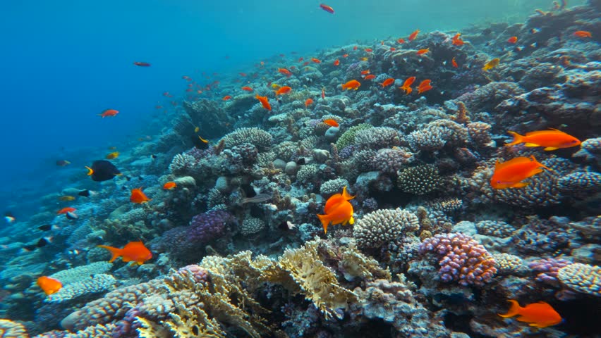 Fast motion over reef ridge covered with colorful corals and many small tropical fish. Cinematic underwater landscape