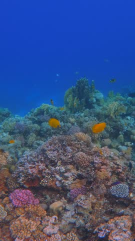 Vertical view of Deep blue seabed with coral reef 
