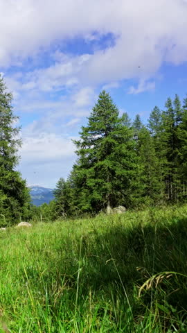 Vertical forest view with blue sky and lush green grass field