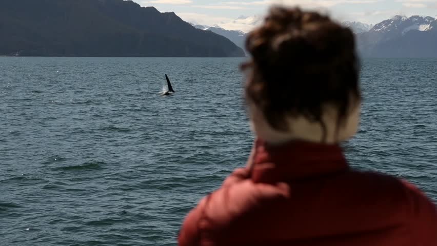 Slow motion footage of two people on a scenic tour boat in Kenai Fjords National Park, Alaska, observing a large pod of whales swimming close by, breaching, and spraying water. Perfect for wildlife, adventure, travel, and cinematic projects.
