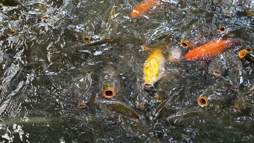 Many different carp fishes floating in pool and crowding together asking for food from tourists, hundreds of koi fish competing for food, traditional touristic leisure activity feeding fishes in pond.