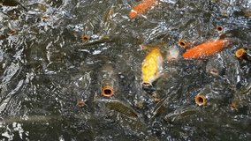 Many different carp fishes floating in pool and crowding together asking for food from tourists, hundreds of koi fish competing for food, traditional touristic leisure activity feeding fishes in pond. - Powered by Shutterstock - Get 15% off with code: PIKWIZARD15