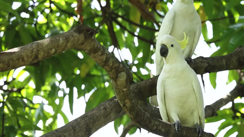 White cockatoos with yellow crests interact while perched on branches amidst dense green foliage.