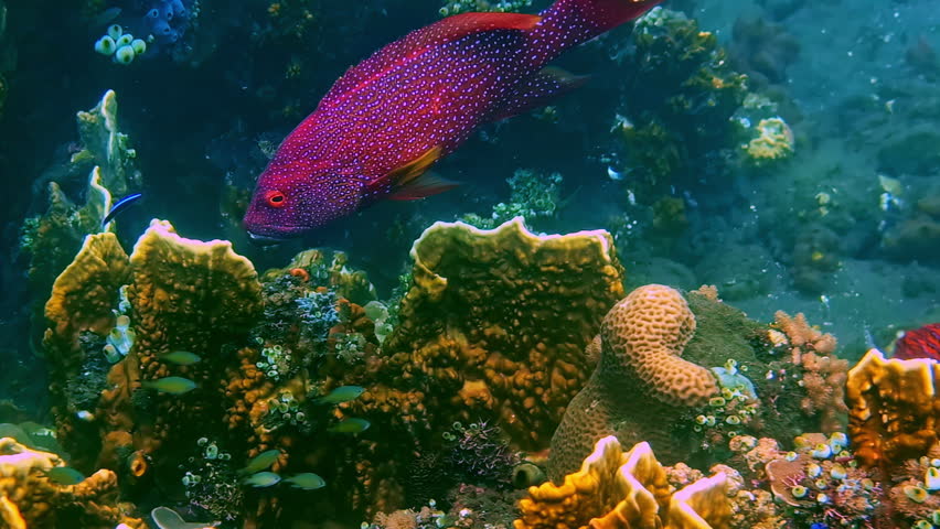 Close-up underwater shot of a striking red-spotted coral grouper hunting over a colorful reef. Bali, Indonesia
