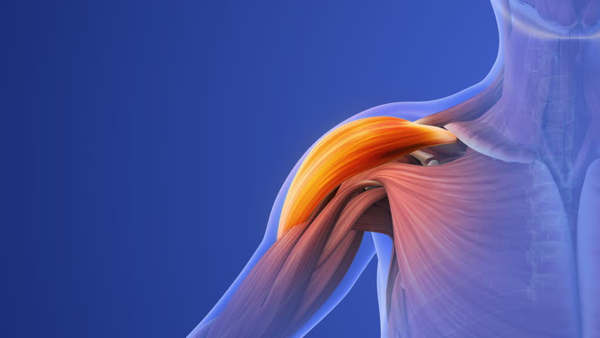 Shoulder Injury Causing Muscle Pain and Discomfort