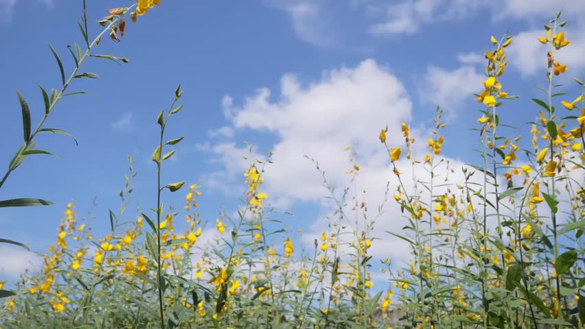 Yellow flowers reaching towards a clear sky with puffy clouds. A tranquil moment of nature