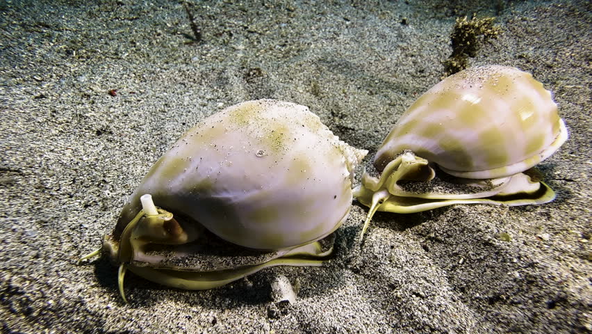 Banded bonnet snails during their mating ritual on the seabed. The snails, with their glossy shells, crawl in a single file right to left.