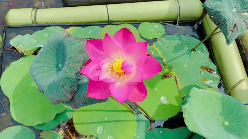 Pink lotus flower close up in the pond