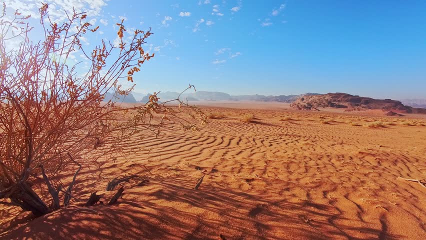 Wadi rum desert panoramic landscape with dry autumn shrub rippled red sand open wilderness and sandstone mountains Jordan