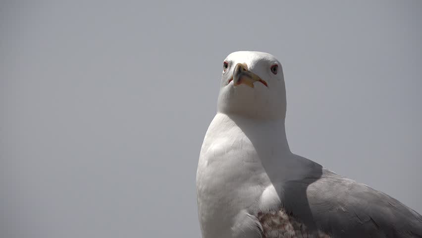 Seagull on Beach Closeup Macro, Head, Eyes of Seabird Close Up View