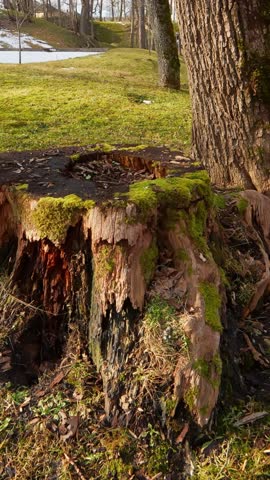 Vertical close-up of a moss-covered tree stump in a park during early spring thaw, with melting snow patches and warm sunlight creating rich natural texture.