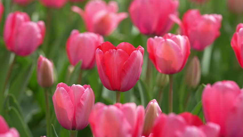 Tulip landscape. Floral texture for greeting card. Happy Easter. Tulips creating a red background. Spring banner. Valentine and holiday design. Red tulips blooming in a spring field. Tulip for floral.
