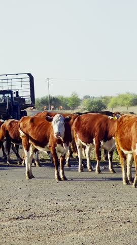 A herd of cows and bulls crosses the road. Slow motion.