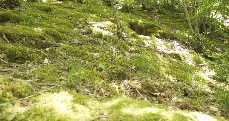 An old mountain slope overgrown with moss and grass with bushes and trees against the backdrop of the bright spring greenery of the forest