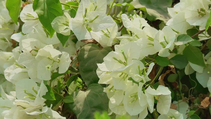 Static close-up of delicate white bougainvillea flowers gently swaying in the wind, with soft natural light and a clean, minimal background creating a calm and elegant visual.