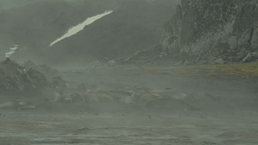 Elephant seals rest motionless on rocky volcanic ground at Point Wild, Elephant Island, Antarctica, as geothermal steam rises through dense mist around dramatic coastal cliffs