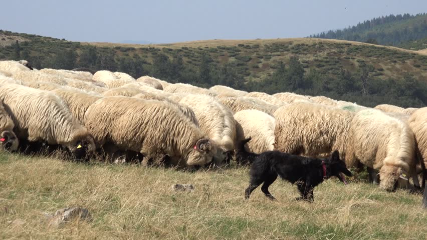 Sheep in Mountains, Farming, Herding Flock of Lambs, Goats Grazing Hill, Shepherd Domestic Animals, Pastoral View
