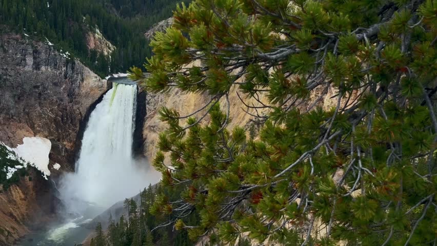 This 4K video captures the Lower Falls of the Yellowstone River in Wyoming. The visual documents the 308-foot waterfall and the hydrothermally altered rock formations within the Grand Canyon of the Yellowstone. The composition illustrates the Whitebark pine vegetation, documenting high-elevation ecosystems and iron compound oxidation for nature, science, and editorial media.