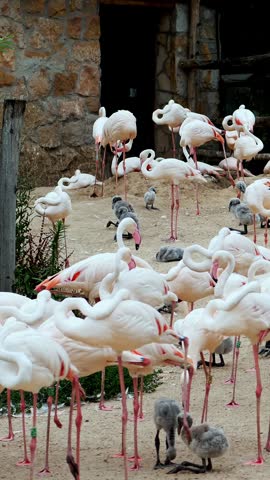 A plenty of flamingos at Budapest Zoo. adults, beautiful flamingos, with small gray chicks.