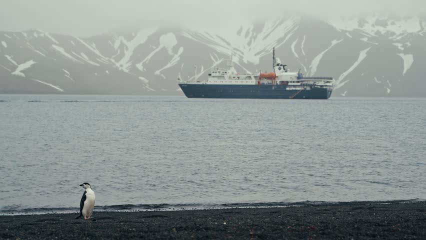 Lone chinstrap penguin stands on dark volcanic black sand beach at Whalers Bay, Deception Island, watching expedition ship anchored against snow-streaked volcanic slopes in misty haze