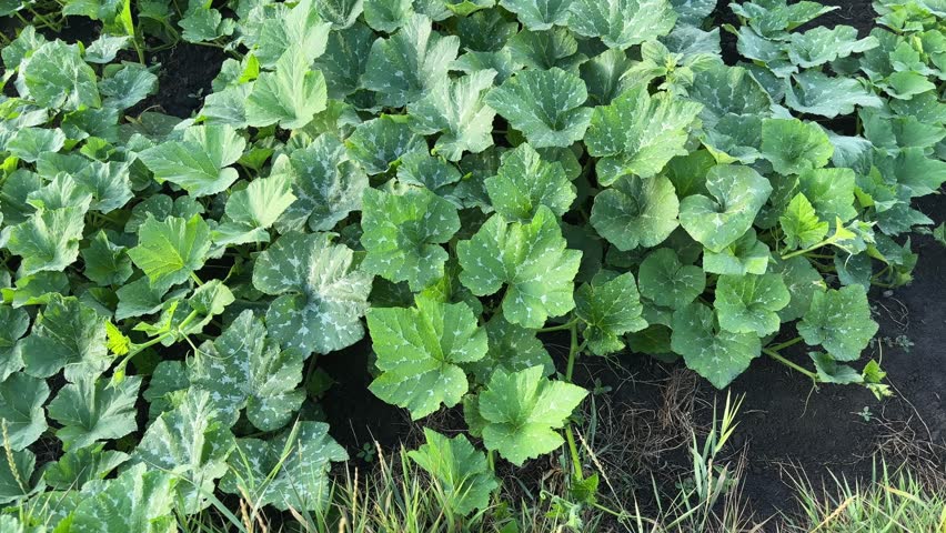 Stems of the blooming pumpkins with spotted leaves creeping on a ground on a field in sunny morning, top view while panning
