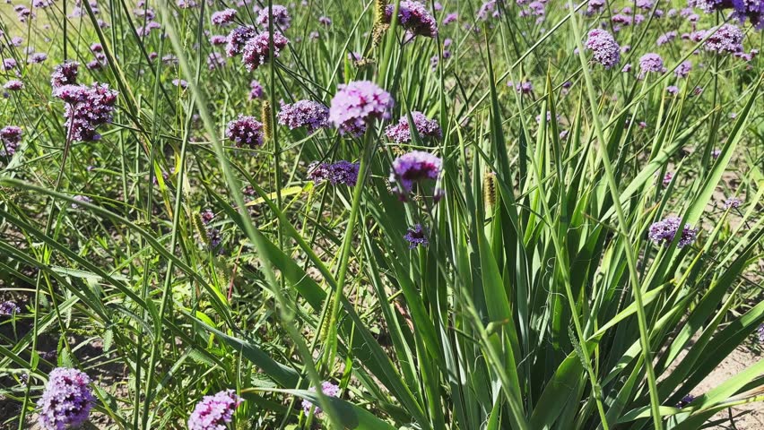 Ornamental blooming purple top vervain on a flowerbed in sunny day, view while moving up
