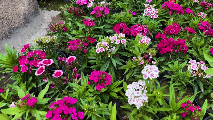 Closeup of a Pink and White Dianthus Chinensis Flower Bed