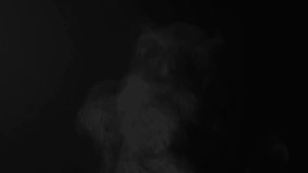 Steam, smoke, vapor isolated on black background. Smoke steam spray, abstract vaporing water, texture of cold mist, hot vapor, fog effect closeup, black screen. Hot food, drink. Slow motion   - Powered by Shutterstock - Get 15% off with code: PIKWIZARD15