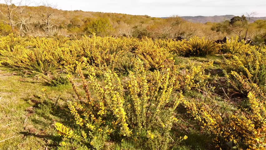 Aerial view flying backward over a mountain landscape with yellow gorse flowers and a flock of goats
