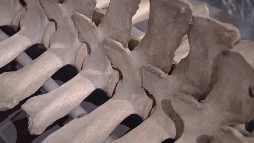 Large Whale Skeleton and Spine Exhibit in Natural History Museum