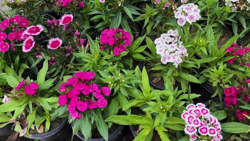 Vibrant Chinese Pink Dianthus Flowers Closeup