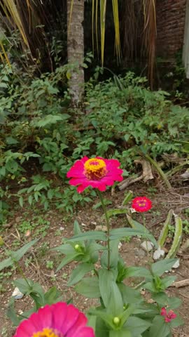 Dolly in of Bright pink flower blooms in green garden. Yellow center contrasts vivid petals and soft stem. Lush foliage frames the flower behind. Sunlight highlights texture and color of petals