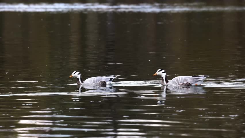 The bar-headed goose, Anser indicus is a goose that breeds in Central Asia in colonies of thousands near mountain lakes and winters in South Asia, as far south as peninsular India. Seen in the English Garden, Munich, Germany
