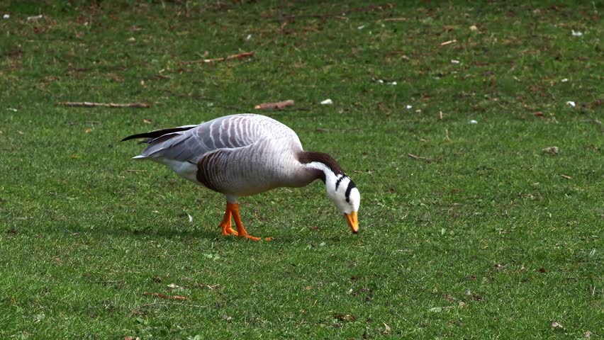 The bar-headed goose, Anser indicus is a goose that breeds in Central Asia in colonies of thousands near mountain lakes and winters in South Asia, as far south as peninsular India. Seen in the English Garden, Munich, Germany